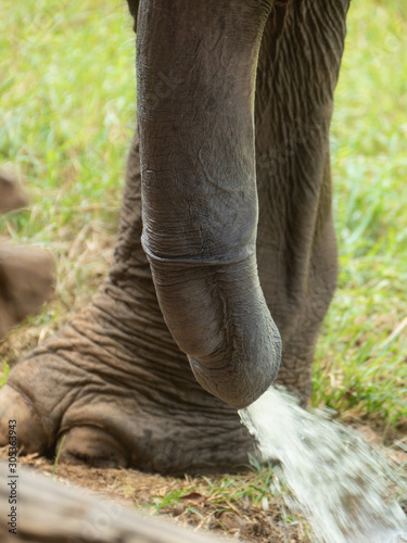 Fotobehang Asian elephant penis