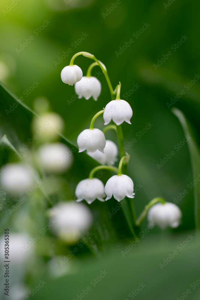 Spring flower lily of the valley close-up Spring flower lily of the valley close-up