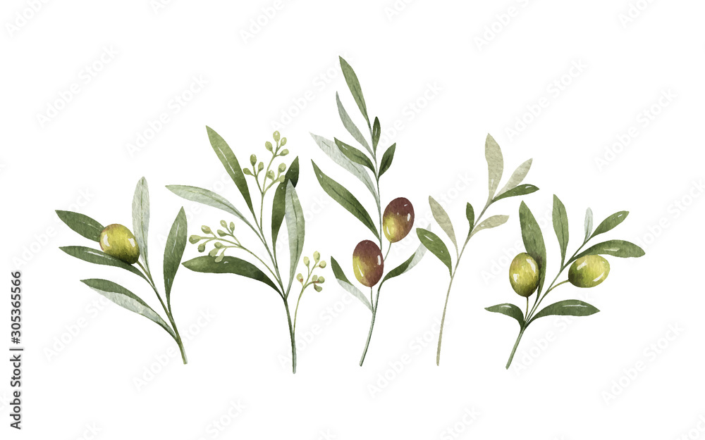 Watercolor vector bouquet of olive branches and flowers. Stock Vector