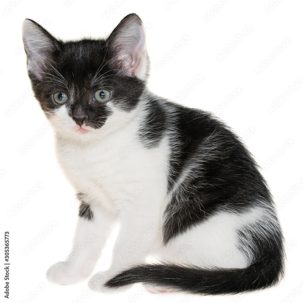 Black-white small shorthair kitten sitting isolated