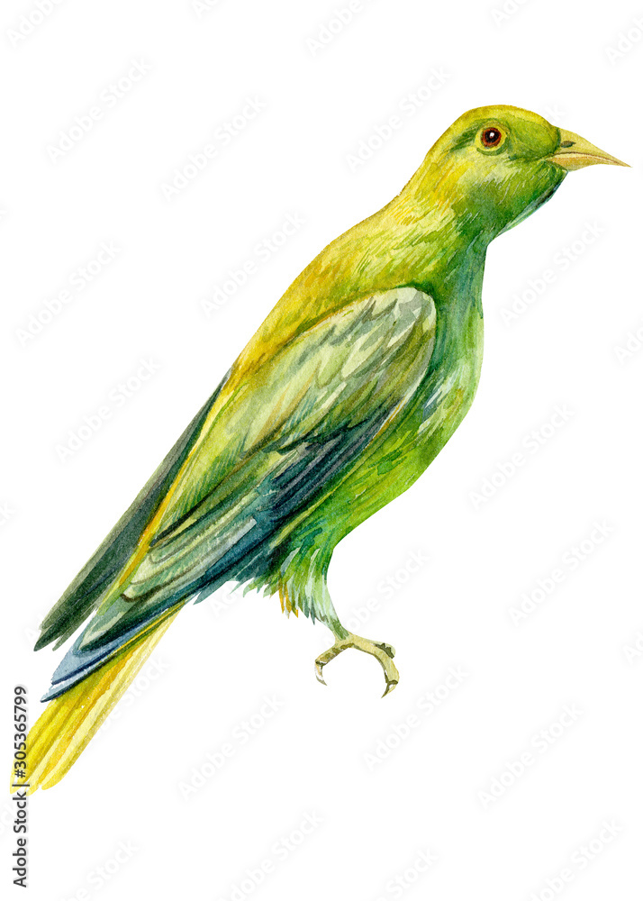 Fototapeta premium beautiful yellow bird on isolated white background, watercolor illustration