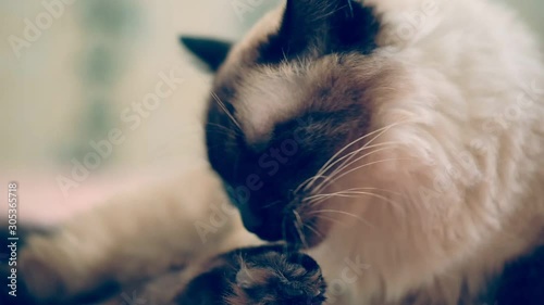 Beautiful cute home Balinese cat washes its face and paws.