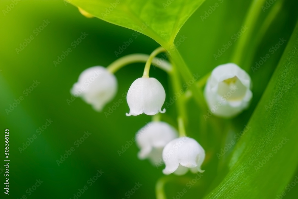 Spring flower lily of the valley close-up Spring flower lily of the valley close-up