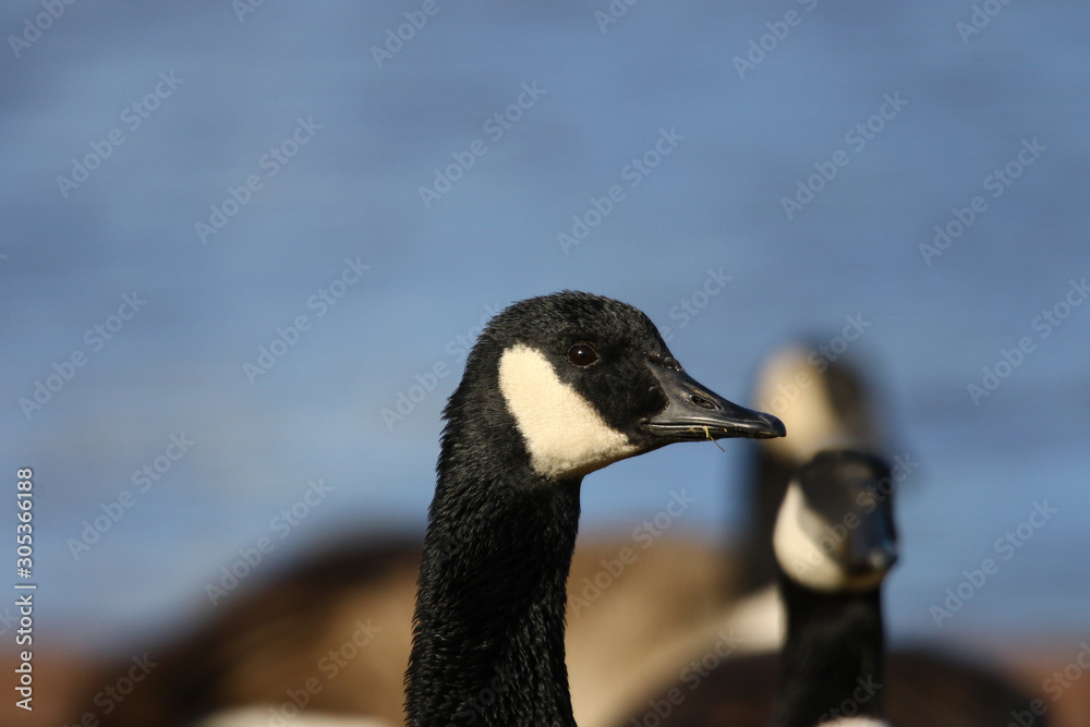 Canadian goose on river bank in autumn - close up Canadian goose on river bank in autumn - close up