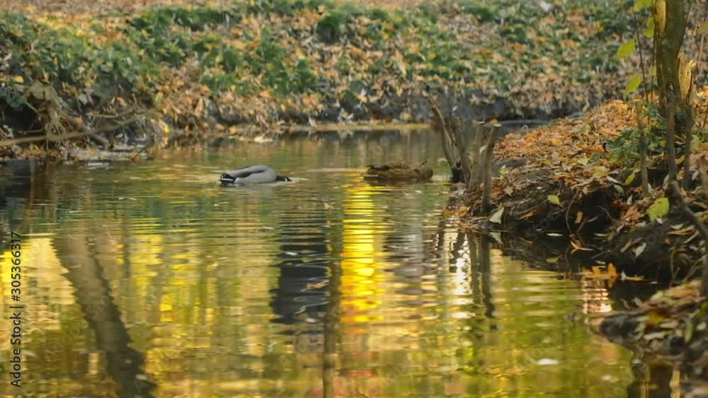 Ducks, mallard and drake, wild birds or game birds, swims diving in the autumn pond and quack, hunting pond. Ducks, mallard and drake, wild birds or game birds, swims diving in the autumn pond and quack, hunting pond.