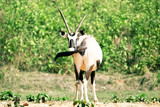 The Thompson Gazelles of Ngorongoro Crater