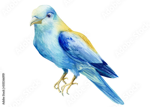 beautiful blue bird on isolated white background, European Roller, watercolor illustration