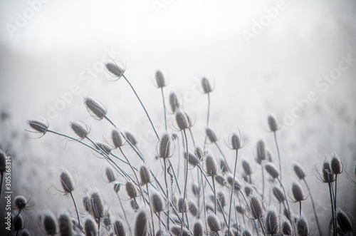 Frosty Morning 