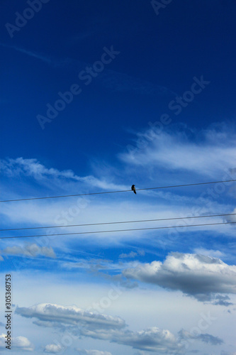 bird on wires against blue sky © Ирина Фроликова