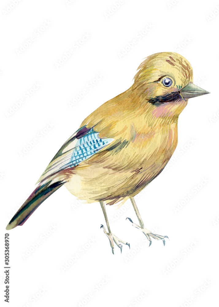 Obraz premium beautiful bird on isolated white background, waxwing, watercolor illustration