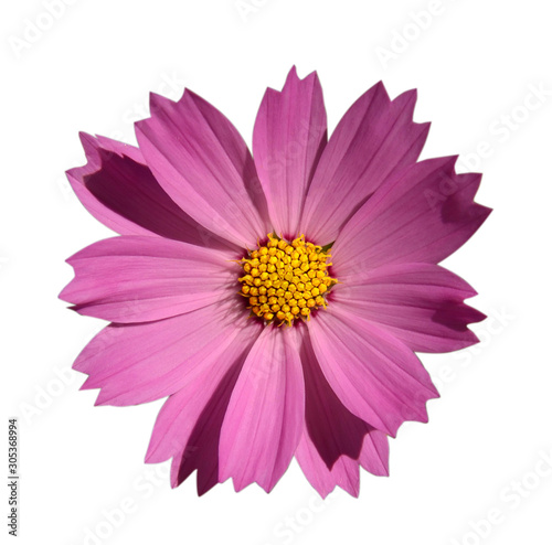 Pink flower with yellow center isolate © andRiU