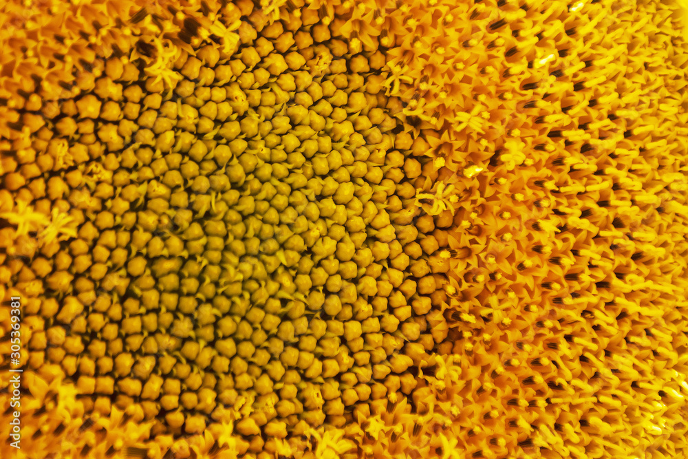 yellow center sunflower macro closeup texture yellow center sunflower macro closeup texture