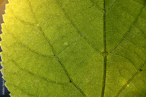 green leaf macro. visible veins. closeup