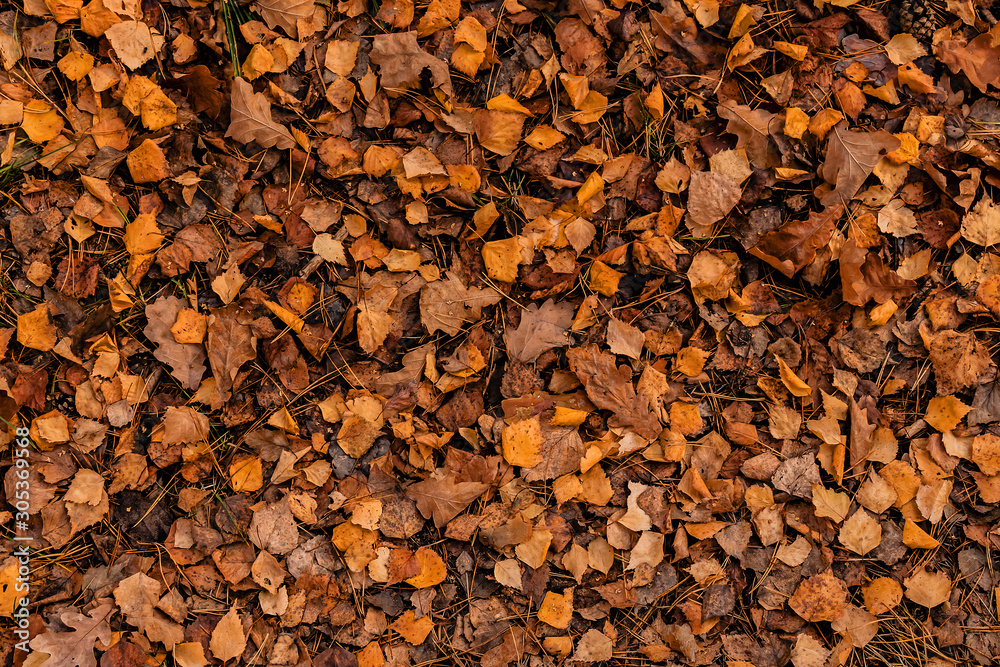 autumn brown leaves on the ground top view