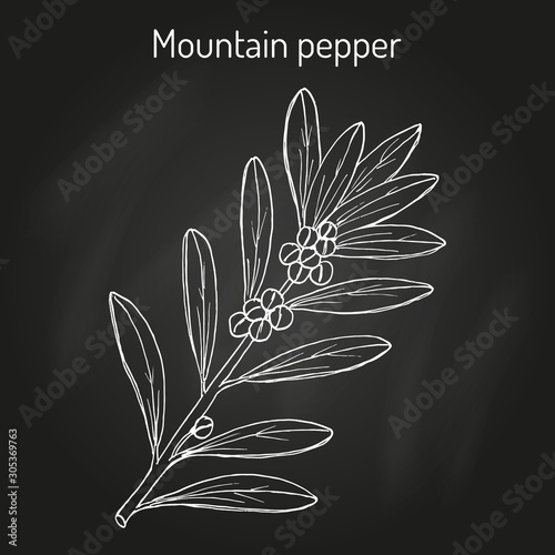 Mountain pepper Tasmannia lanceolata , or Tasmanian pepperberry, medicinal plant