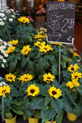 Sunflowers in pots on the market.