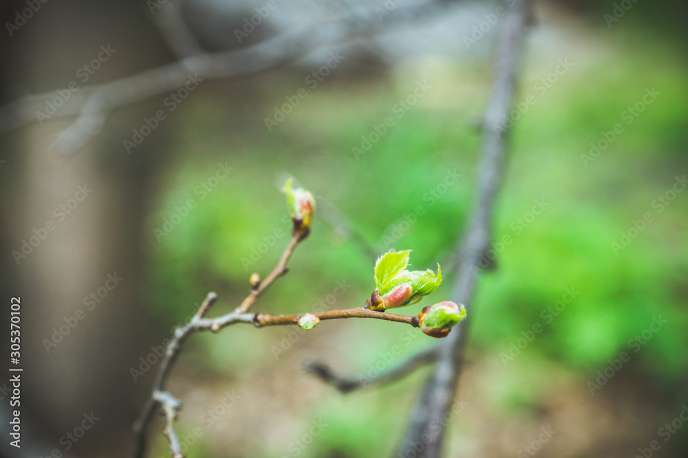 Linden (Tilia) branches with new leaves in the garden. Selective focus. Linden (Tilia) branches with new leaves in the garden. Selective focus.