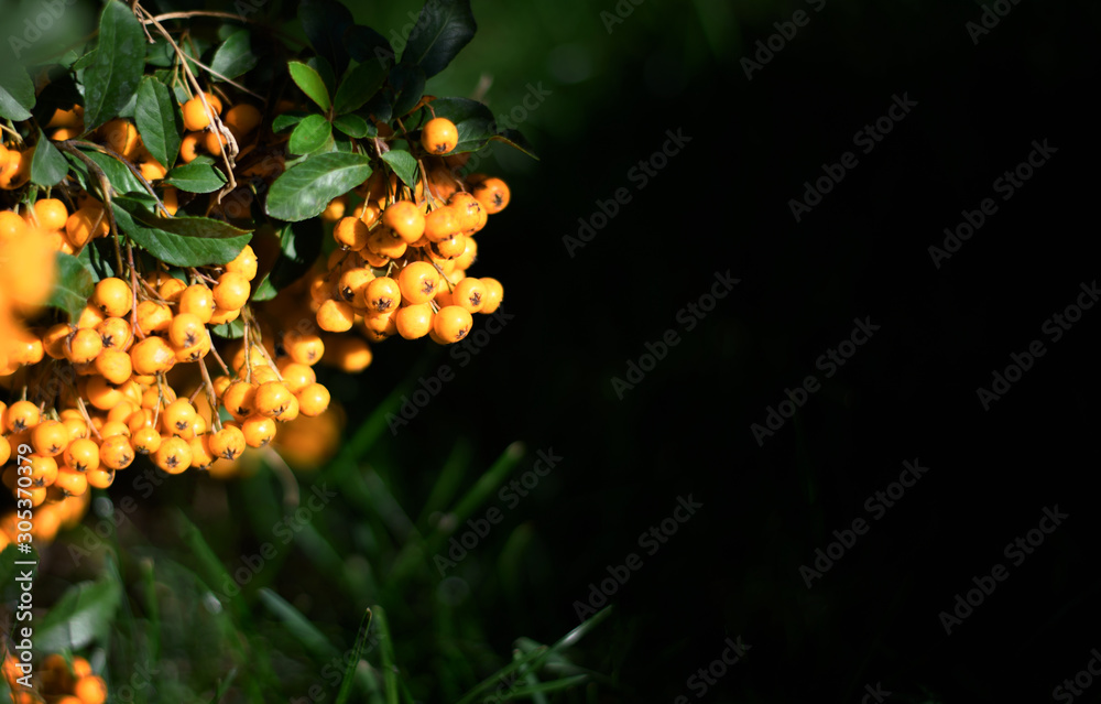 A cotoneaster branch with bright orange berries on grass background at sunny day. Space for text. A cotoneaster branch with bright orange berries on grass background at sunny day. Space for text.