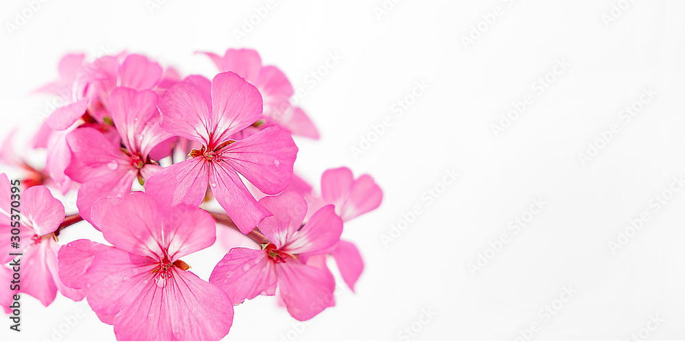 Pink flowers on white background close up and soft focus. 