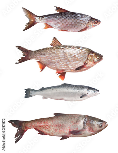 Set of fresh fish