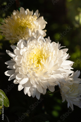 Beautiful chrysanthemum as background picture. Chrysanthemum wallpaper, chrysanthemums in autumn.