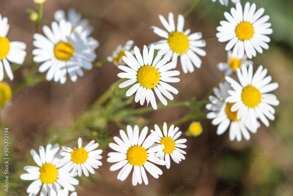 Fototapeta premium Beautiful white flower in the garden
