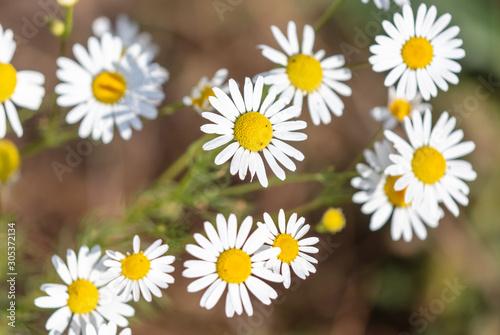 Beautiful white flower in the garden