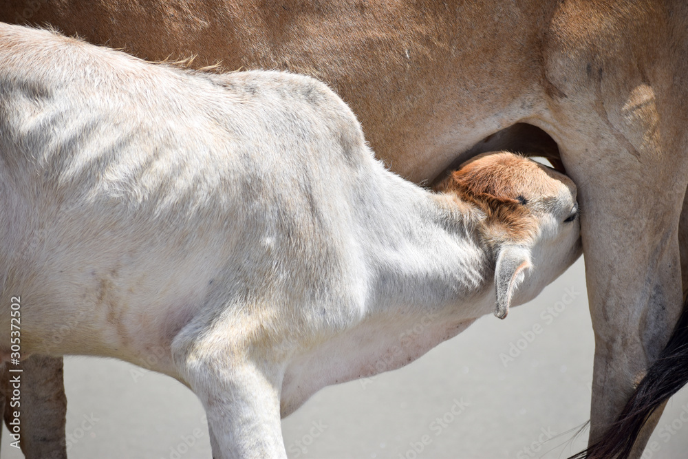 Cute Baby Calf Drinking Mothers Milk . Indian Cow Feeding Milk to her Calf. Close up. A Rural India background in summer.