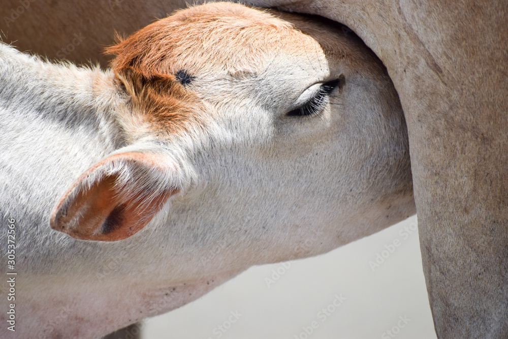 Cute Baby Calf Drinking Mothers Milk . Indian Cow Feeding Milk to her Calf.  Close up. A Rural India background in summer. Stock Photo | Adobe Stock
