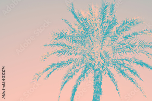 Fototapeta Naklejka Na Ścianę i Meble -  Abstract tropical nature background. Silhouette of palm tree vintage pink teal toned faded grungy effect. Funky style. Poster beach pool party invitation template. Product surface design