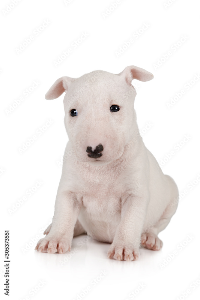 Naklejka premium Adorable Miniature Bull Terrier puppy one month old