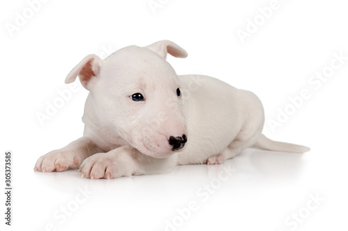 Foto Thoroughbred Miniature Bull Terrier puppy lying on a white background