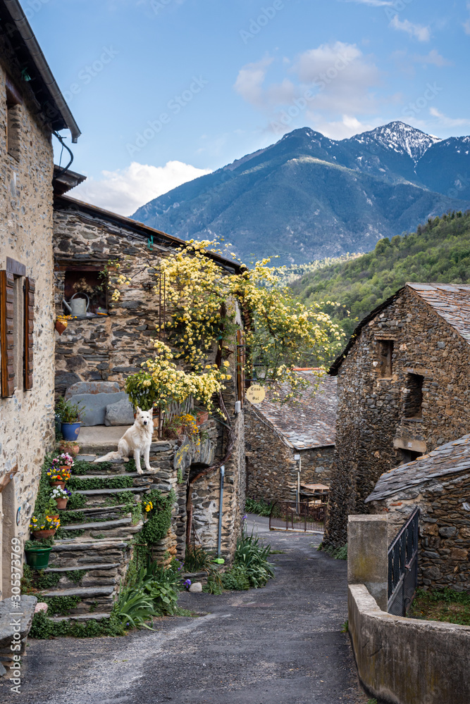 Φωτογραφία White Pyrenean Mountain Dog in a rustic street in the medieval village of Evol i