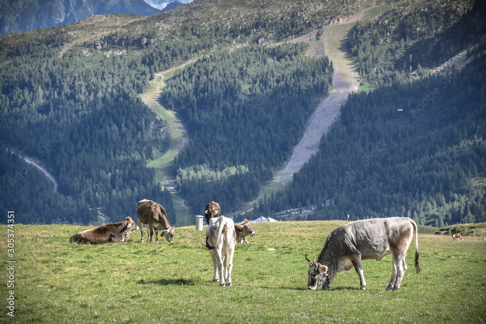 Cows in a green field