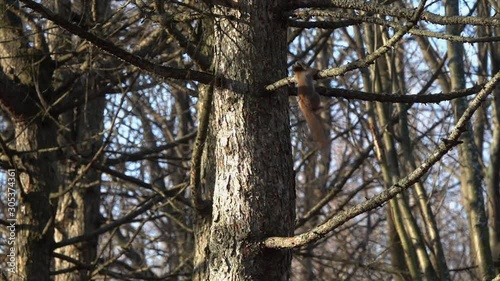 Red Squirrel or Eurasian Red Squirrel (Sciurus vulgaris) gracefully jumps from branch to branch, slow motion. Eight times slowed from 240 to 30 frames per second