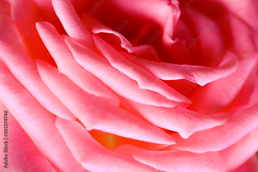 Blooming roses in the garden, close up. Blooming roses in the garden, close up.