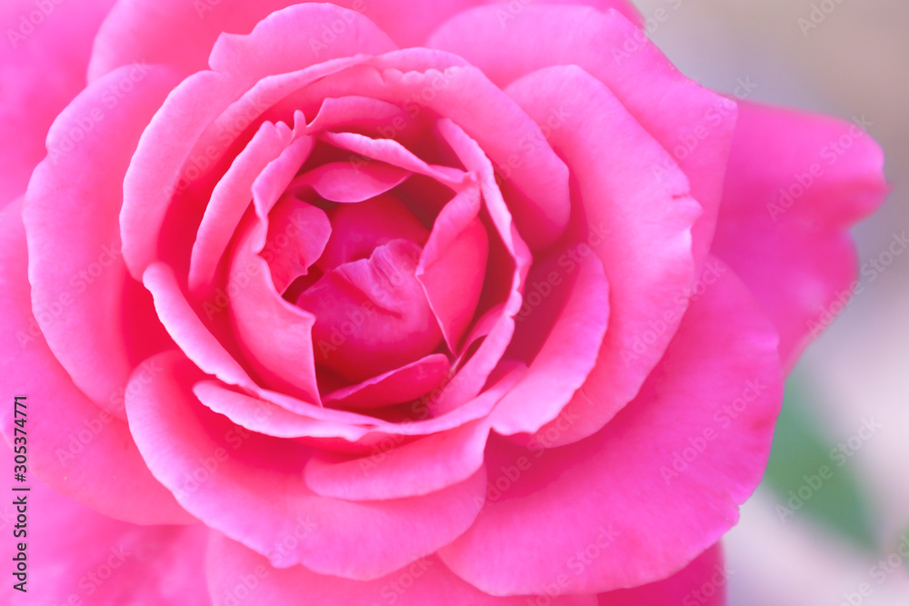 Blooming roses in the garden, close up. Blooming roses in the garden, close up.