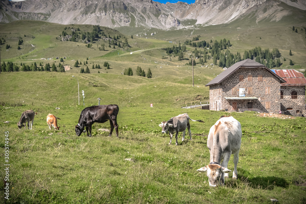 Obraz premium Cows in a green field