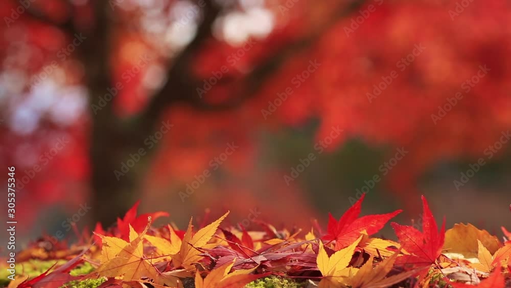 Blurred colorful background with autumn leaves in the foreground.