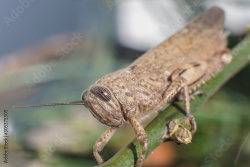 Meadow Grasshopper or Chorthippus parallelus with side view.