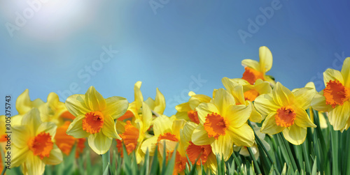 Fototapeta Naklejka Na Ścianę i Meble -  field of beautiful daffodils blooming under blue sky