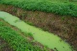 small stream covered with green algae by a field of stinging nettle