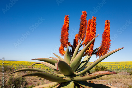 Canvas Print Aloe Ferox plant along Garden Route, South Africa