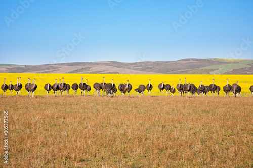 Line of ostriches with canola field backdrop, South Africa photo