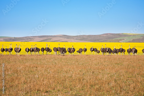 Photography Line of ostriches with canola field backdrop, South Africa