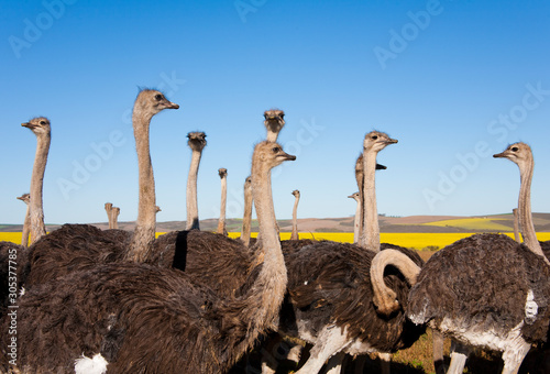 Group of ostriches in the Garden Route, South Africa
