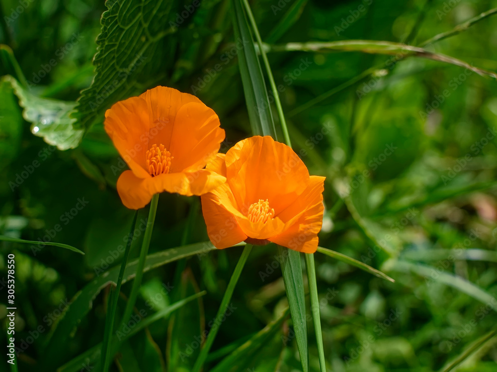 orange flowers Stolle in the garden, Russia. orange flowers Stolle in the garden, Russia.