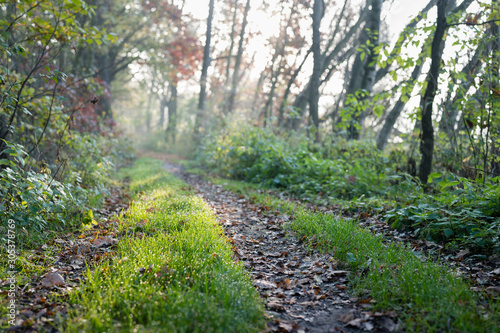 Morning dew on grass near forest path.