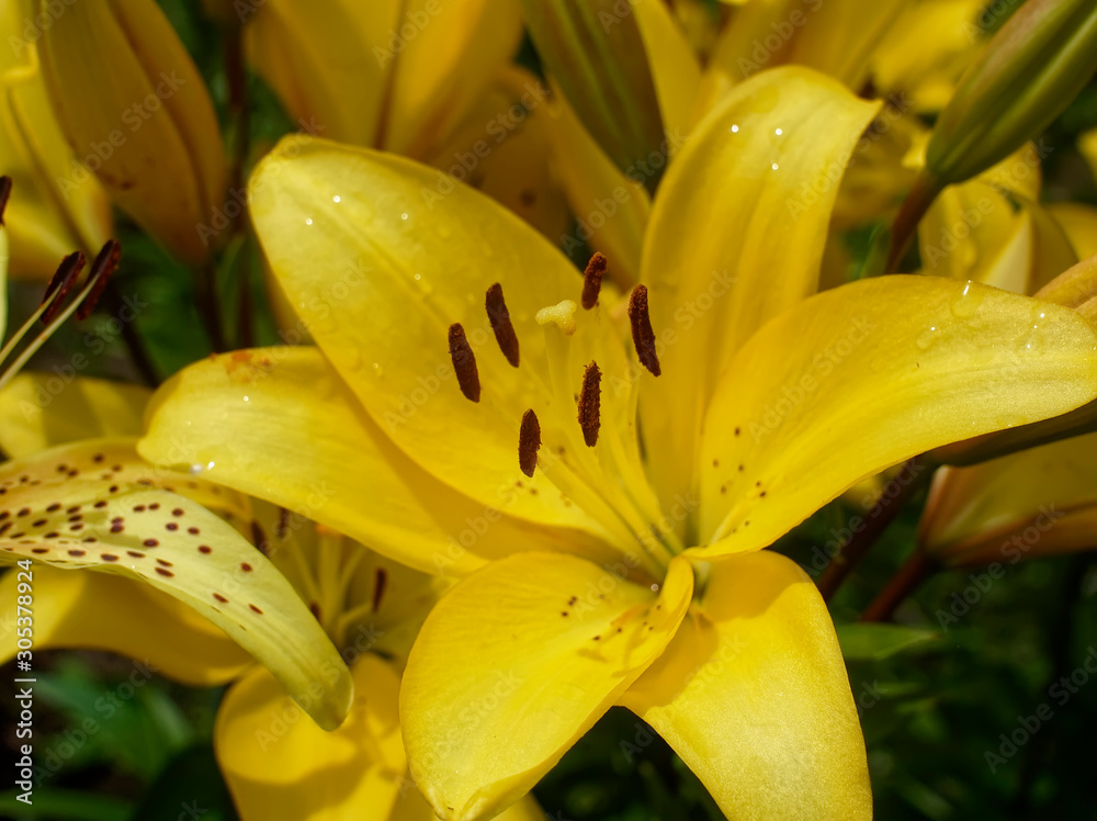 Obraz premium yellow lilies in the garden, Russia.