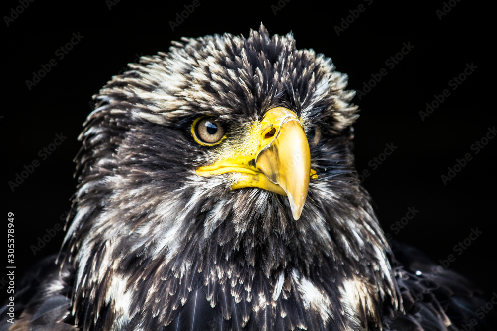 Obraz premium Eagle